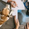 Gelenkerkrankungen bei Hunden und Katzen