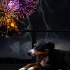 Silvester und Gewitter Angst Hund